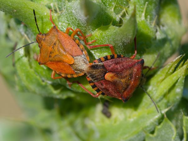 Knoopkruidschildwants (Carpocoris purpureipennis)